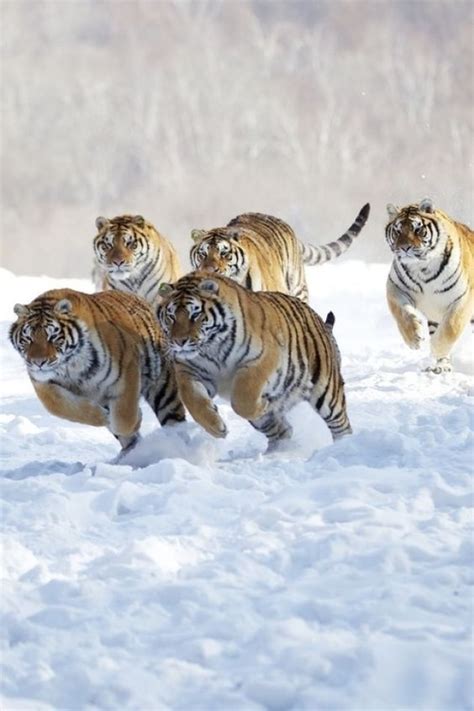 5 Tigers Bwin