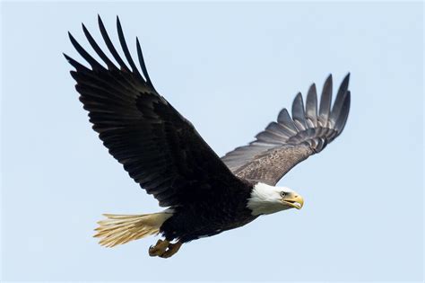 Bald Eagle 1xbet