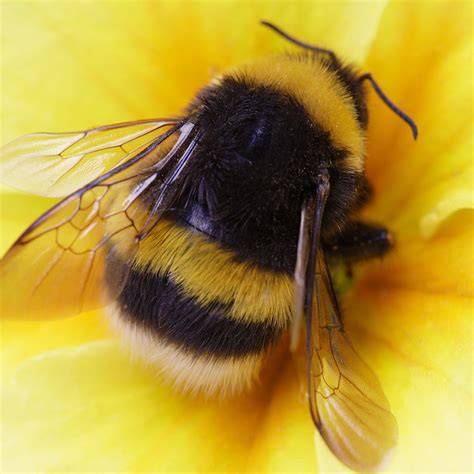 Bumble Bee Betsson
