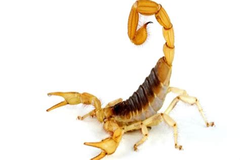 Escorpioes Chiam De Fenda