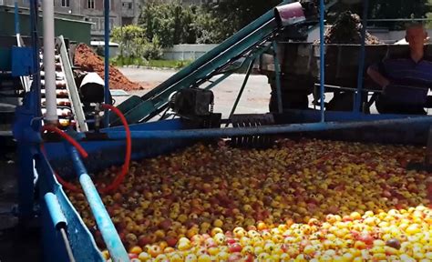 Fendas De Fruto Maquina Livre