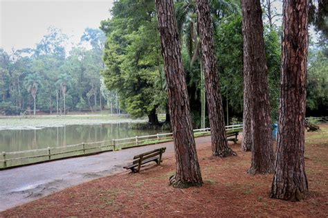 Jack Black Parque Florestal Il