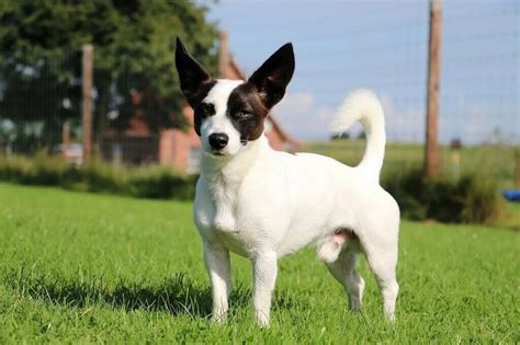 Jack Russell Terrier Chihuahua Mistura De Preto E Branco