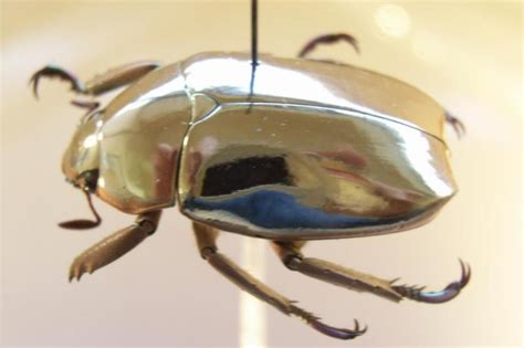 Jewel Scarabs Parimatch