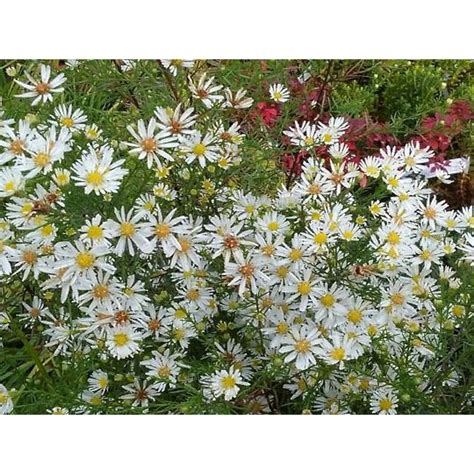 Monte Cassino Aster Descricao