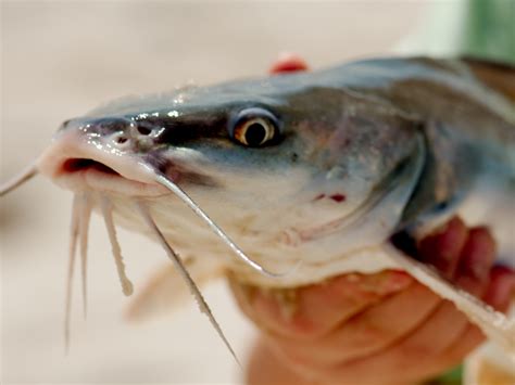 O Peixe Gato Dobrar Casino Iowa