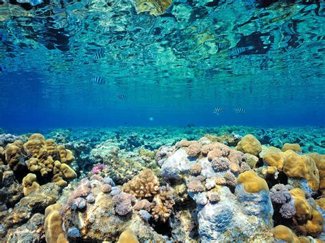 Ocean Reef Betsul