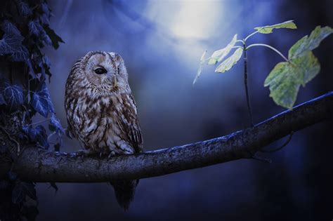Owl In Forest Betano