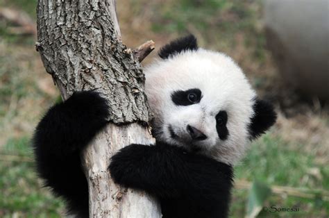 Panda Panda Bet365