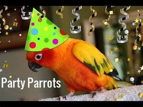 Party Parrot Blaze