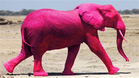 Pink Elephants Sportingbet