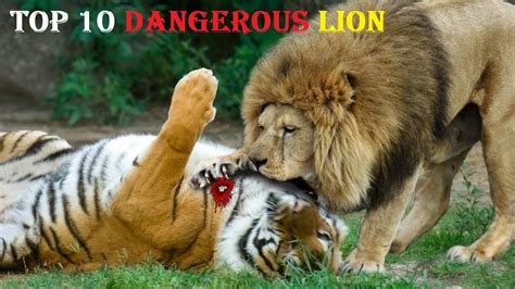 Poker Lion Dangers