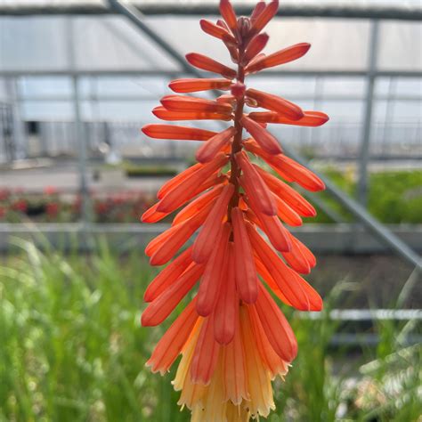 Poker Planta Flamenco Kniphofia