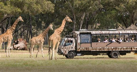 Savanna Safari Betsul