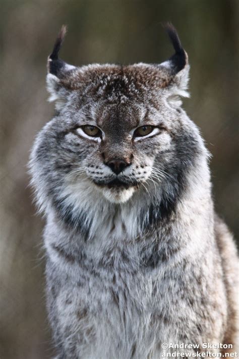 Siberian Lynx Leovegas