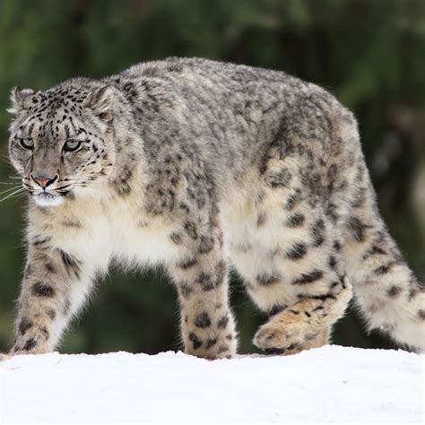 Snow Leopard Betway