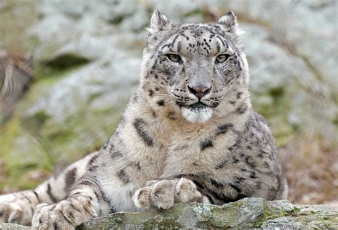 Snow Leopards Brabet
