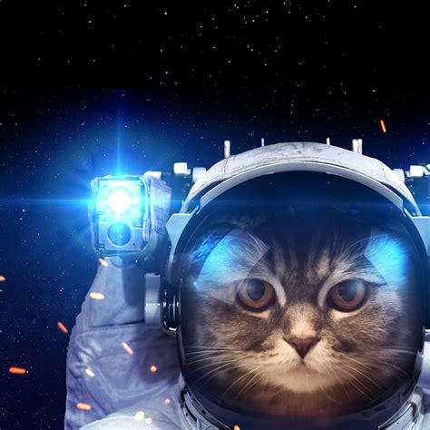 Space Cat Bwin