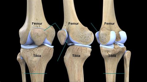 Tibia Cinto De Fenda