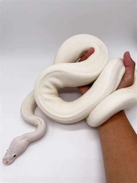 White Python Betsul