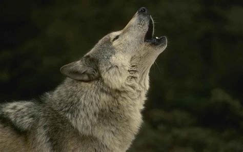 Wolf Howl Betfair